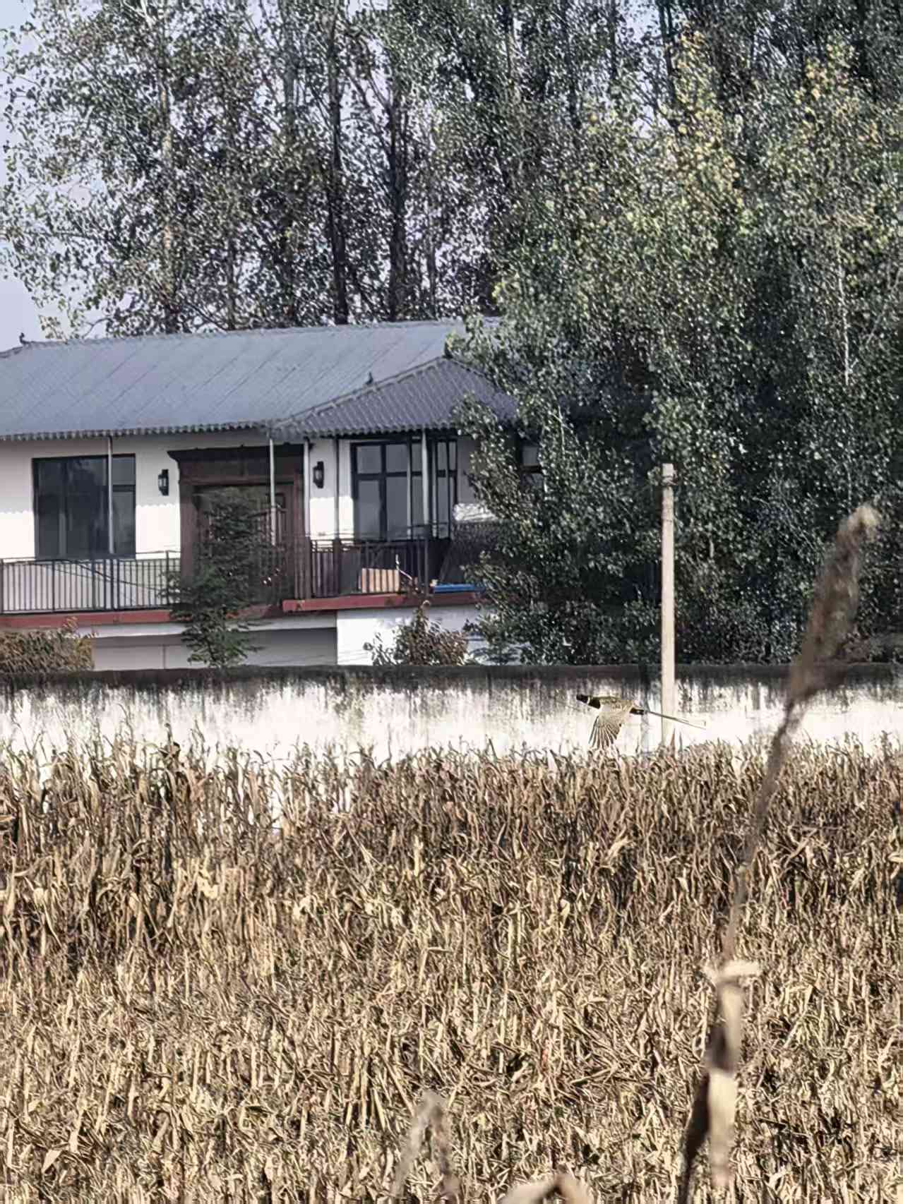 ��ƽ�غ�¥����Ұ���ɹ��������