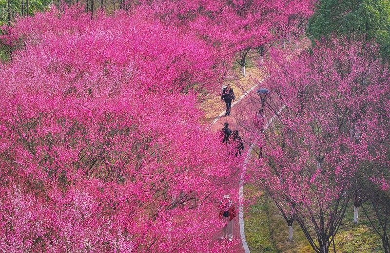 2026��1��27�գ���������������չ��԰�������ڹ�԰�������ͻ������˻���Ƭ������ϯ���� ���� ��