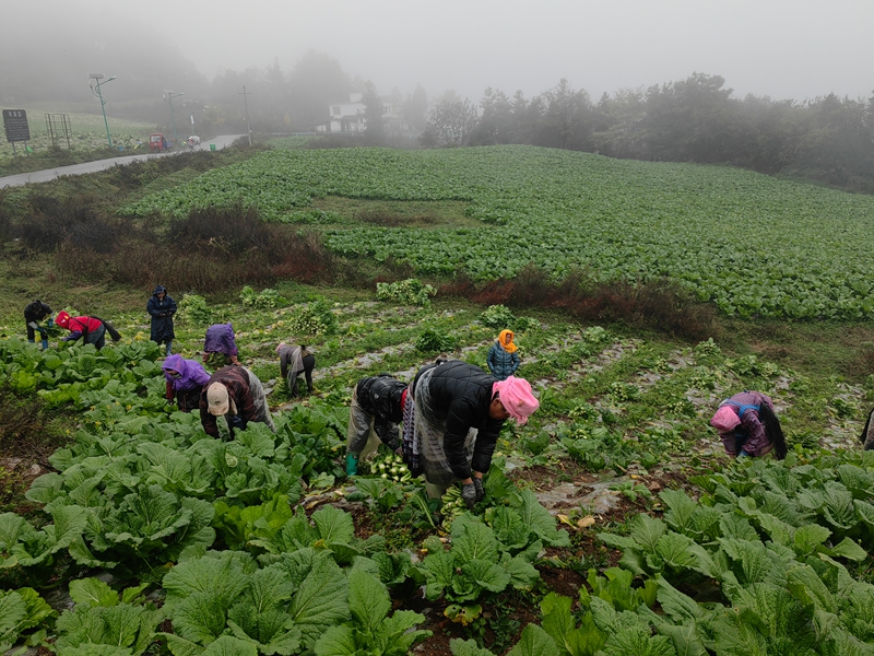 Ⱥ���ո��߲ˡ�