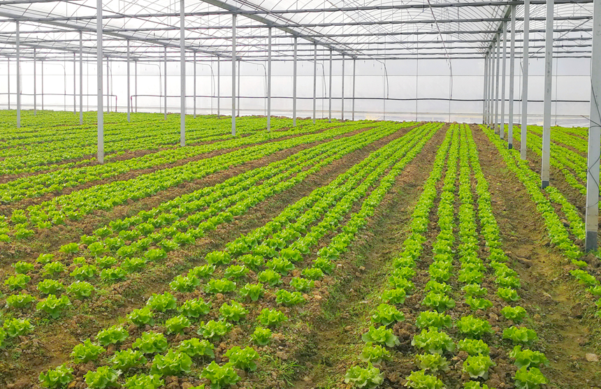 �����к���������Ŵ�߱�׼�����߲˻��ء�������