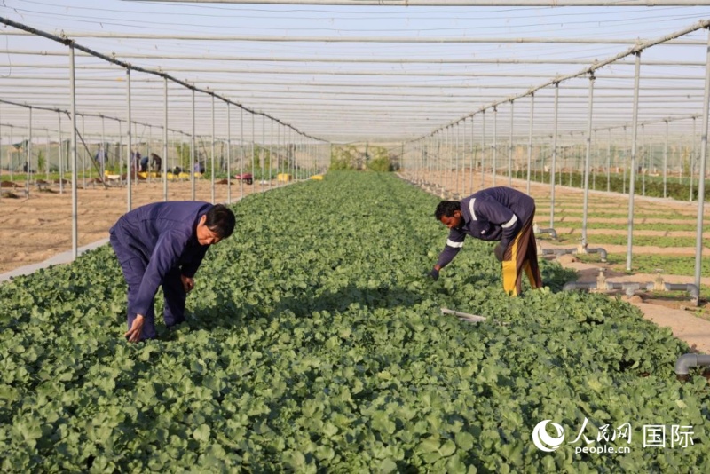 ũ��Ա���鿴�߲˳������������������ ��־����