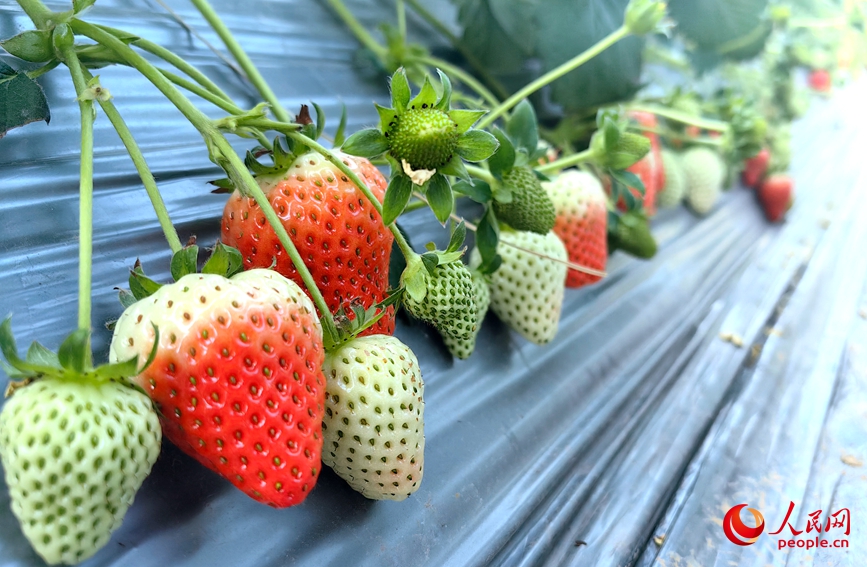 ���ܴ�����˶����֦����ɫ��ݮ�������硣���������� ������