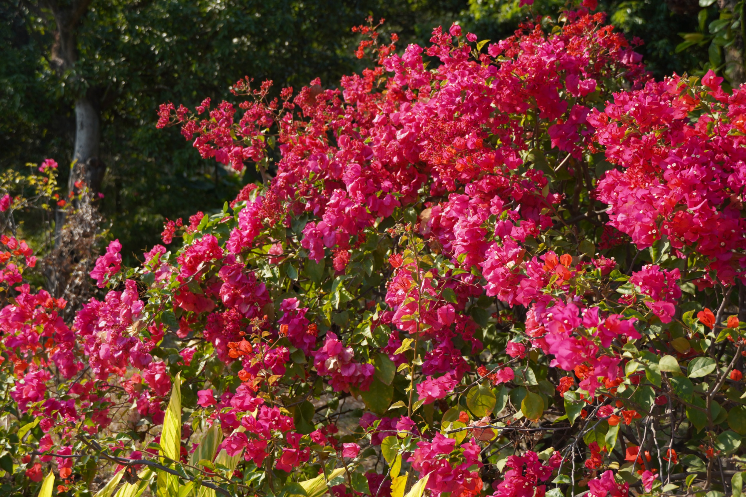 ���ݺ���ʪ�أ�����÷ʢ�������������� ���ŵ���