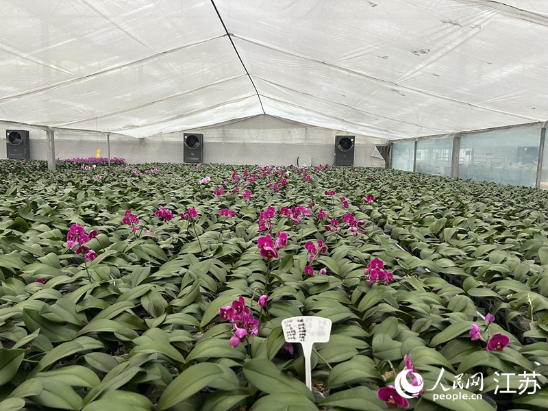 ��������ֲ�������Ҵ������������ ��������