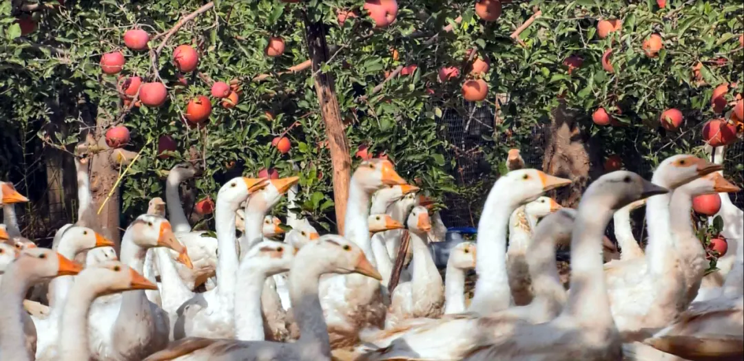 �½���Դ�ؿ���������ƻ��԰��������ֳ�����������졣�ܷ��߹�ͼ