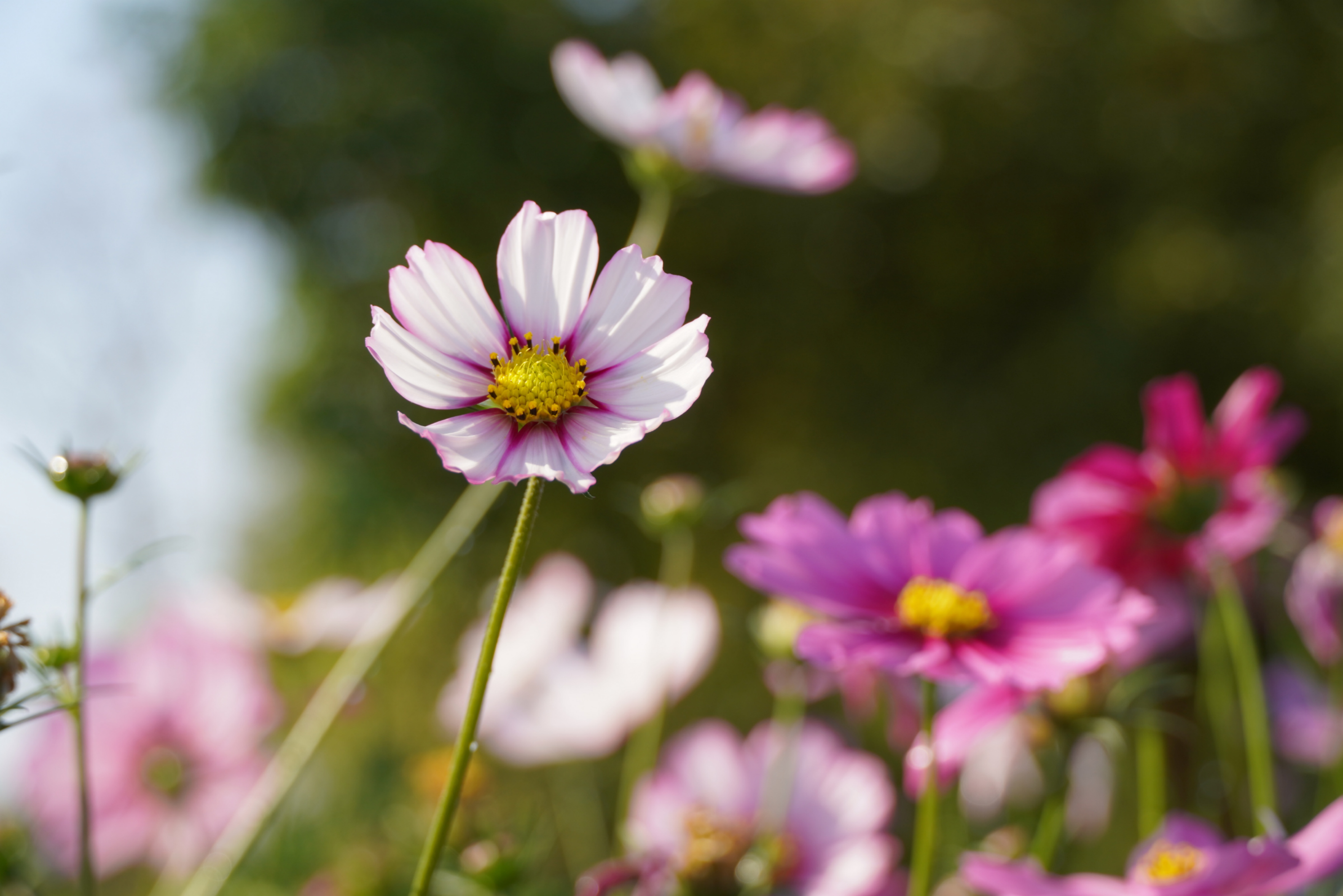 ���ݺ���ʪ�أ���˹�����š����������� ���ŵ���