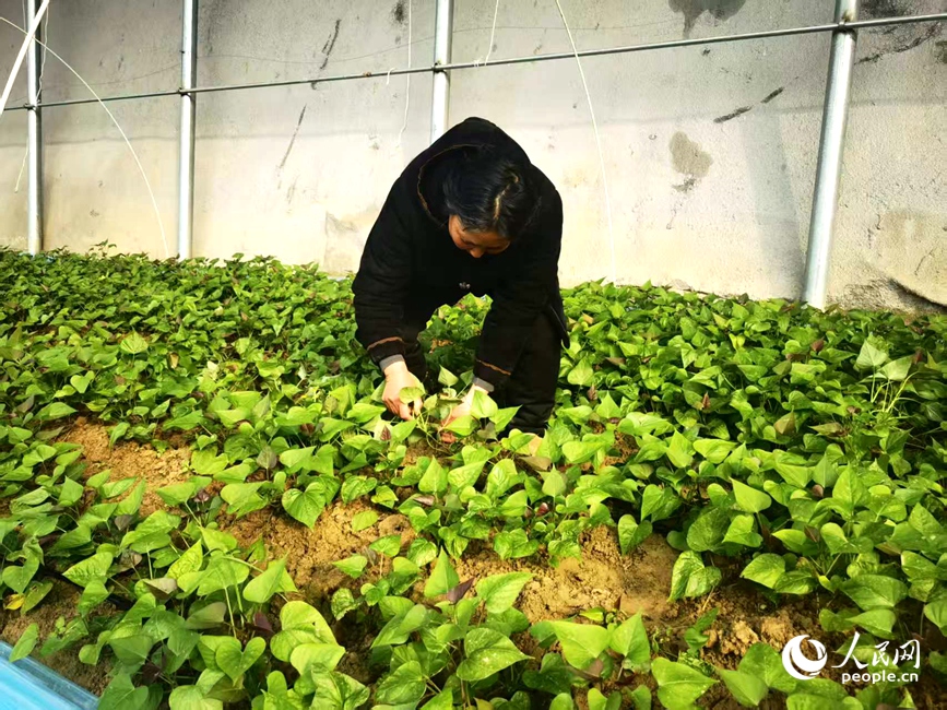 �������ڲ鿴������ĳ��ơ������� ��ɯ��