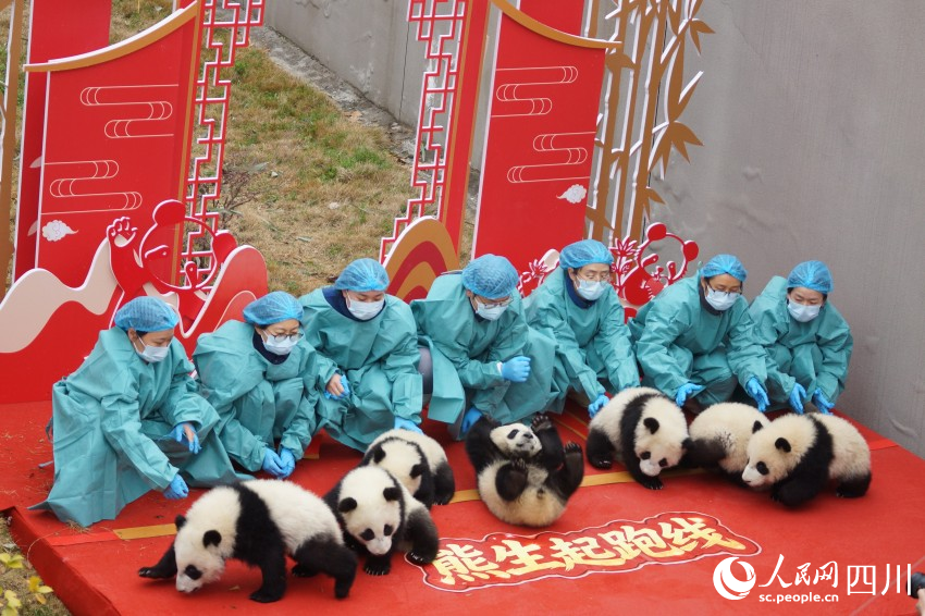 �����д���è�������������ϡ������� ������